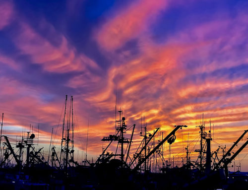 Fishbones Atop Fishing Fleet