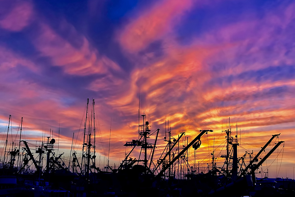 Fishbones Atop Fishing Fleet