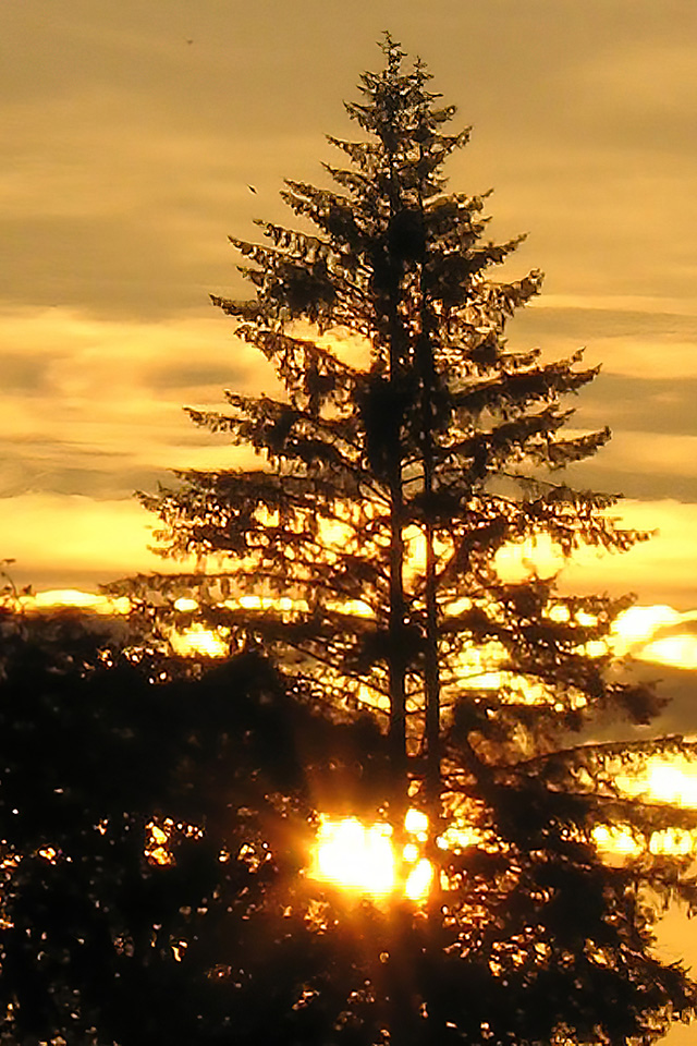 “The Golden Circle”